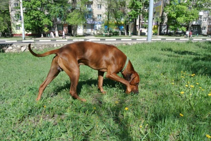 Valoarea coada pentru un câine, despre un prieten