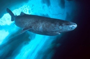 25 Interesante despre rechini, interesante
