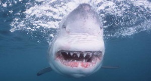 25 Interesante despre rechini, interesante