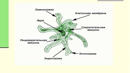 Amebiasis că acesta este agentul cauzator al amoebiasisului, amoeba parazitară