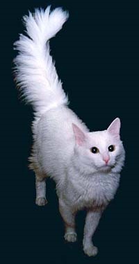 Angora macska, angora macska, angora, kereszteződés, pulyka, termelők, fehér szín, szín