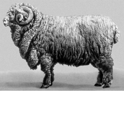 Muntele Azerbaidjan merino - agroxxi