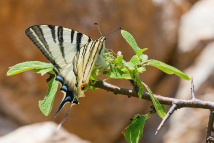 Descriere descriere fluture, ciclu de viata, habitat