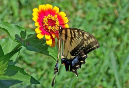 Descriere descriere fluture, ciclu de viata, habitat