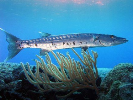 Barracuda sau o greșeală care se poate dovedi fatală