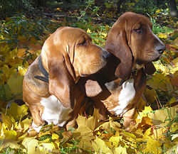 Basset Hound, alege numele rasei Basset Hound