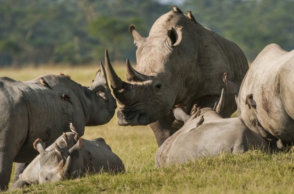 Rinocerul alb al unui rinocer alb, în ​​care rinocerii albi trăiesc și mănâncă
