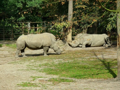 Rinocerul alb al unui rinocer alb, în ​​care rinocerii albi trăiesc și mănâncă