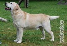 Könyvtár, állatfajok, kutyák, kutyák, Labrador Retriever