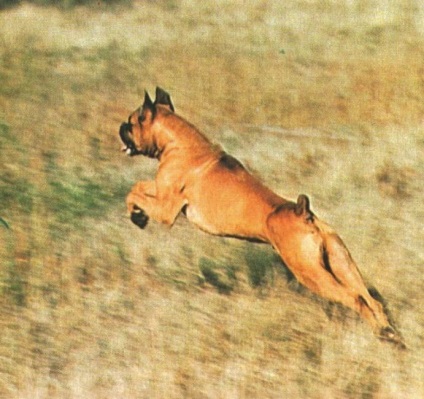 Boxer, kutyák enciklopédiája