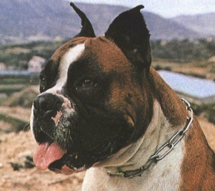 Boxer, enciclopedie de câini