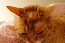 Boli ale simptomelor și tratamentului pentru calciviroza pisicilor