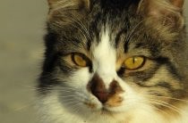 Boli ale simptomelor și tratamentului pentru calciviroza pisicilor