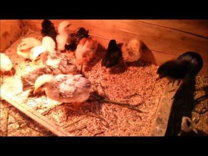 A napi csirkék táplálására