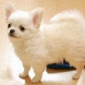 Chihuahua haină lungă, îngrijirea pisicilor și îngrijirea câinilor