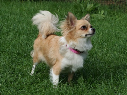 Chihuahua haină lungă, îngrijirea pisicilor și îngrijirea câinilor