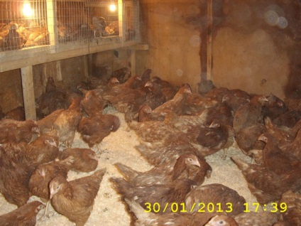 Broiler csirkék és rétegek (lpx - Smolensk farmstead -) Novoszibirszk régió, a fő gazdaság
