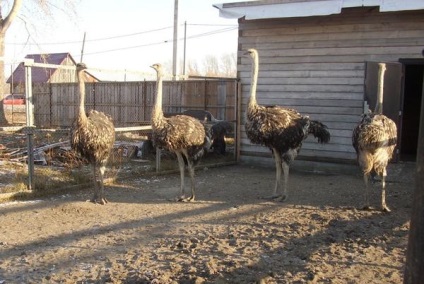 Broiler csirkék és rétegek (lpx - Smolensk farmstead -) Novoszibirszk régió, a fő gazdaság