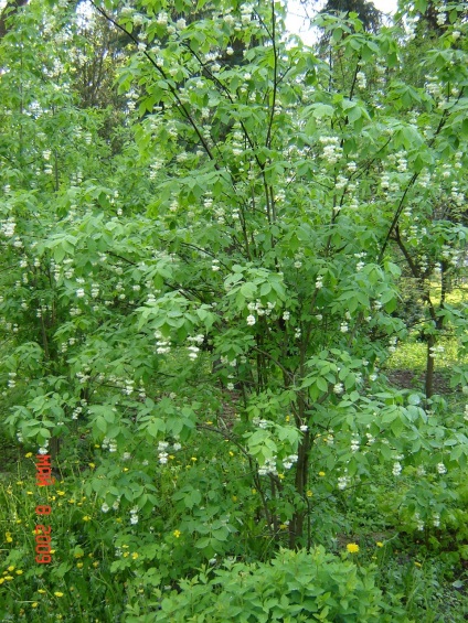 Trestie decorativă clypeus cirrus - descriere, îngrijire, aplicare în grădinărit