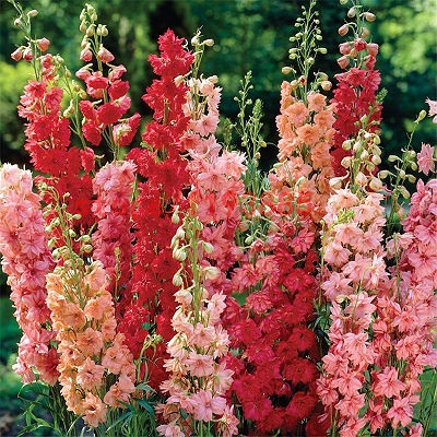 Delphinium, mulți ani de creștere din semințe, plantare și îngrijire, fotografii, probleme de femei