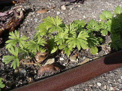 Delphinium, mulți ani de creștere din semințe, plantare și îngrijire, fotografii, probleme de femei