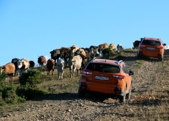 Copiii citesc cu voce tare într-un adăpost pentru animale pentru a ajuta câinii intimidați și timizi