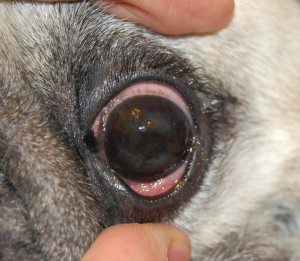 Diagnosticarea orbirii la pisici și câini, animale domestice, departamentul oftalmologic veterinar