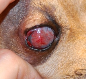 Diagnosticarea orbirii la pisici și câini, animale domestice, departamentul oftalmologic veterinar
