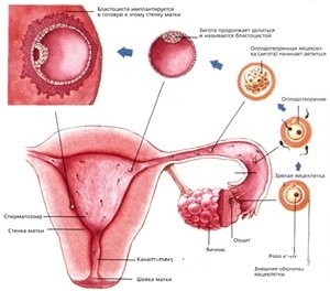 Diagnosticul infertilității feminine, sarcină