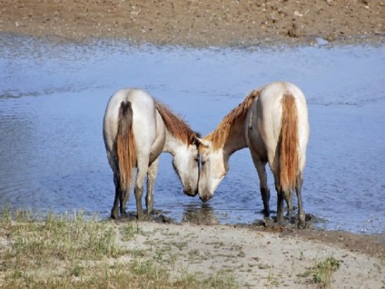 Descrierea cailor sălbatici, fotografiile și caracteristicile rocilor