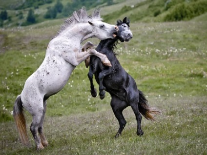 Descrierea cailor sălbatici, fotografiile și caracteristicile rocilor