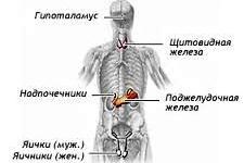 Endokrin betegségek - kezelés a klinikán urote