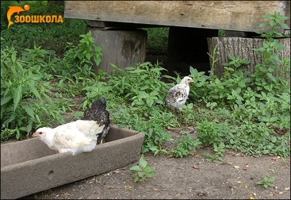 Furaje naturale pentru păsări ornamentale, conservarea metalelor de colectare a puilor de furnici