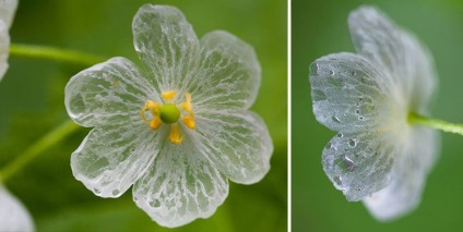 Aceste flori neobișnuite devin transparente în timpul ploii