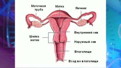 Hüvelyi fibroma tünetei és kezelése