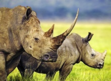 Unde locuiesc enciclopediile pentru copii de rinocer