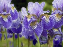 Gladioli cumpărați și salvați, flori în grădină (gospodărie)
