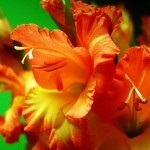 Gladioli tăierea și depozitarea inflorescențelor