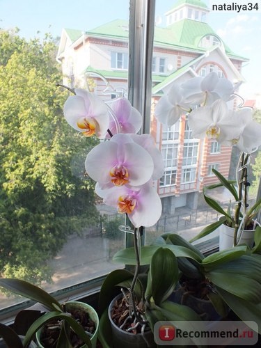 O cutie de flori pentru orhidee este o coroană cu un palet - 