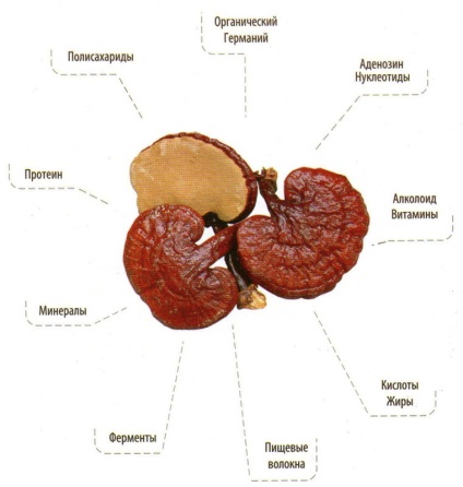 Ciuperci Reishi ganoderma - proprietăți și aplicații utile