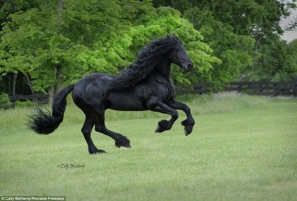 Acesta este calul care are cea mai chic coama! În lumea de interesant