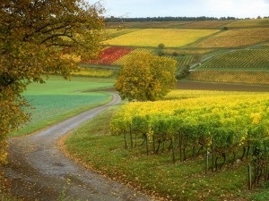 Rezultatele din 2014 pe piața terenurilor agricole