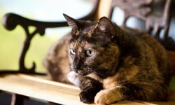 Modificarea comportamentului pisicilor mai vechi - Vetbum