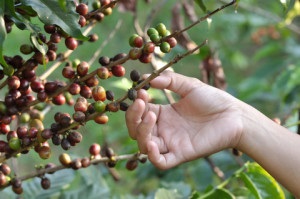 Care soluri și condițiile climatice sunt cele mai potrivite pentru cultivarea copacilor de cafea