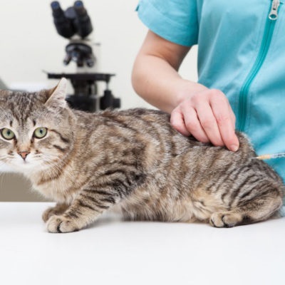 Ce vaccinuri trebuie făcute pentru pisici de până la un an, anual, 4 fotografii, video