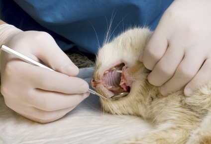 Ce vaccinuri trebuie făcute pentru pisici de până la un an, anual, 4 fotografii, video