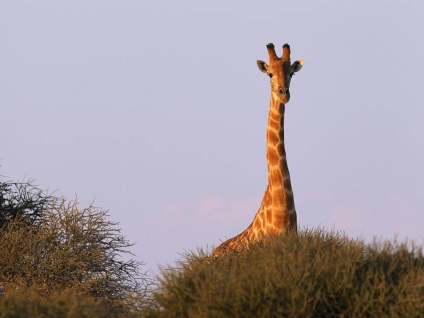 Cum câini, pisici, girafe, șerpi și alte animale văd lumea, amestec