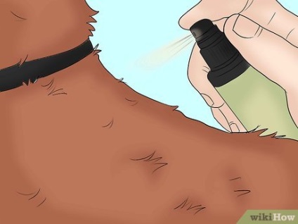 Cum sa scapi de purici de la un caine
