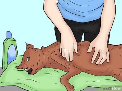 Cum sa scapi de purici de la un caine