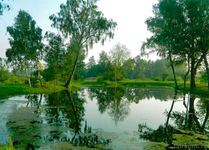 Cum pădurea afectează natura înconjurătoare